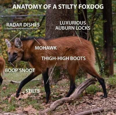 A full-body side view of a long-legged reddish-brown foxlike canine walking through a wooded area, with a dark mane along its back, large upright ears, a black muzzle, and black lower legs and paws. White labels with thin pointer lines identify its features: “ANATOMY OF A STILTY FOXDOG” at the top; “RADAR DISHES” with “(capable of hearing sounds from deep space)” beneath it pointing to the ears; “LUXURIOUS AUBURN LOCKS” pointing to the reddish fur on its back; “MOHAWK” pointing to the dark mane; “THIGH-HIGH BOOTS” pointing to the dark legs; “BOOP SNOOT” pointing to the nose; and “STILTS” pointing to the long legs.