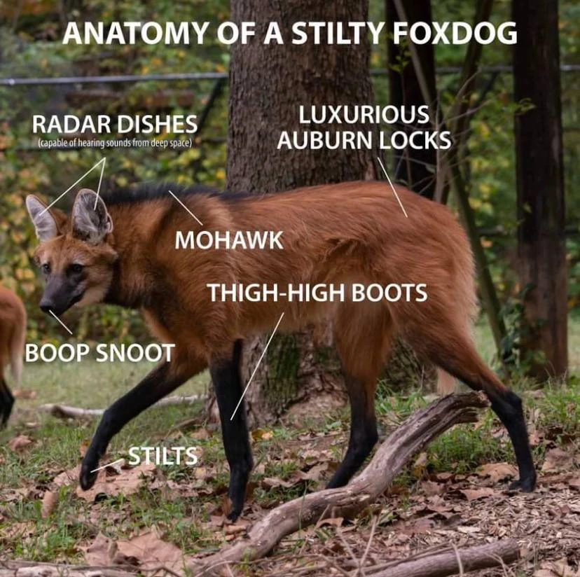 A full-body side view of a long-legged reddish-brown foxlike canine walking through a wooded area, with a dark mane along its back, large upright ears, a black muzzle, and black lower legs and paws. White labels with thin pointer lines identify its features: “ANATOMY OF A STILTY FOXDOG” at the top; “RADAR DISHES” with “(capable of hearing sounds from deep space)” beneath it pointing to the ears; “LUXURIOUS AUBURN LOCKS” pointing to the reddish fur on its back; “MOHAWK” pointing to the dark mane; “THIGH-HIGH BOOTS” pointing to the dark legs; “BOOP SNOOT” pointing to the nose; and “STILTS” pointing to the long legs.