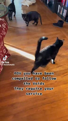A vertical TikTok-style frame shows three black cats on a honey-colored hardwood floor: one large cat in the foreground walks toward the right with its tail raised, while two cats stand farther back near the center-left, one facing the camera with its mouth slightly open. A red patterned upholstered chair is cropped along the left edge, a round glass-topped table is partly visible above it, a black shoe lies near a dark shelving unit filled with books or DVDs on the right, and a white pet bed or blanket rests in the background. Overlaid text reads, “POV you have been compelled to follow the Voids They require your service.” The lower-left watermark reads “TikTok @thewitchylyiz.” This meme is a video; captions are not available.
