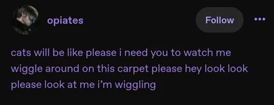 A dark social-media post screenshot has a circular, shadowy profile picture at the upper left, the username “opiates” in purple, a rounded “Follow” button near the upper right, and a purple three-dot menu icon. Below, large purple text reads: “cats will be like please i need you to watch me wiggle around on this carpet please hey look look please look at me i’m wiggling” with the text arranged across three lines.